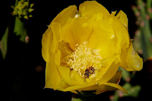Bee in Cactus Flower