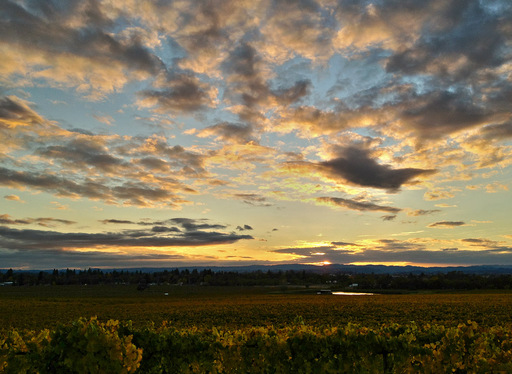Vineyard Sunset HDR with iPhone 4S