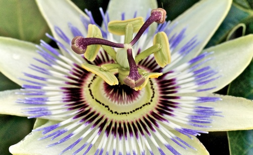 passion_flower_ring_light.jpg